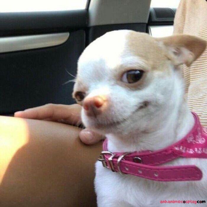 ảnh meme chó bựa cực hài hước